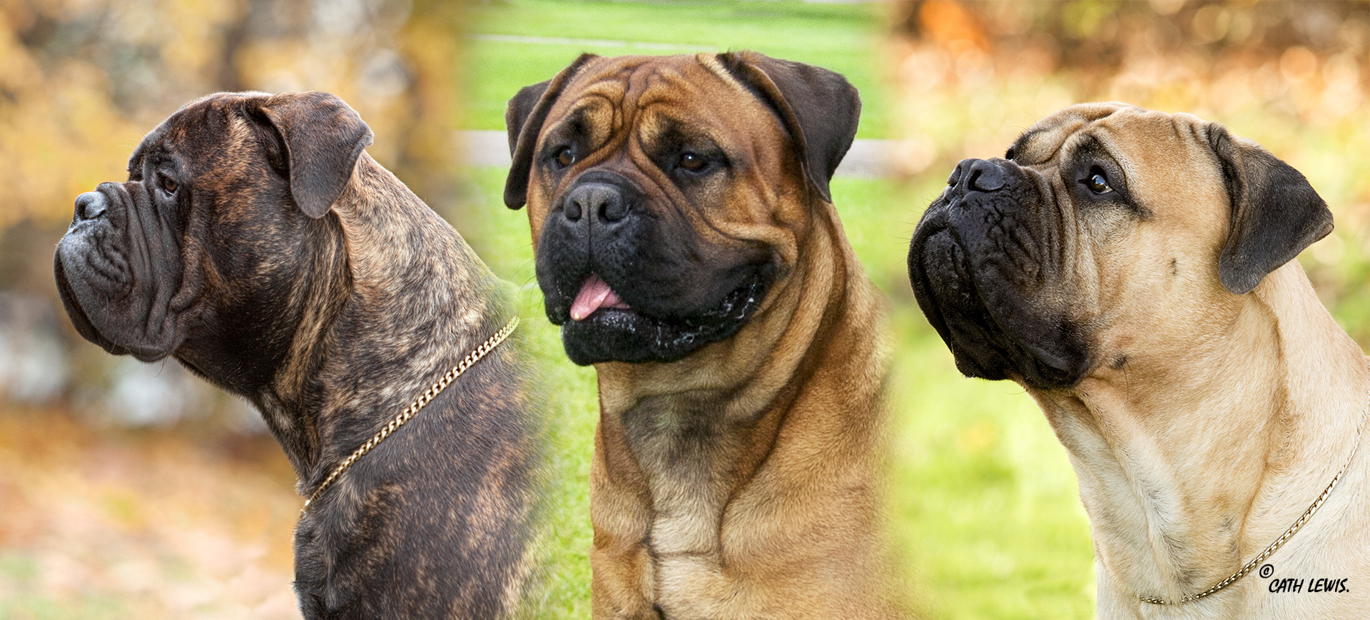  Phpto showing Fawn, Red and Brindle Bullmastiff Heads