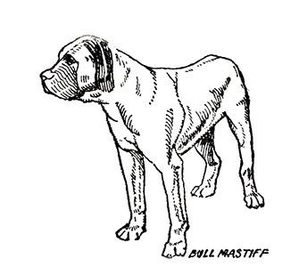 Illustration by Arthur Craven - Bull-Mastiff - circa 1930