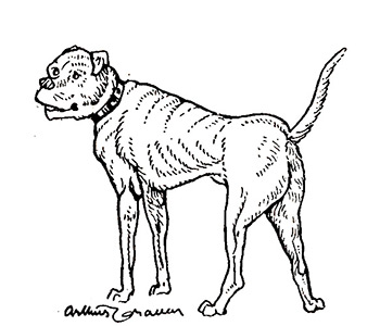 Illustration by Arthur Craven - Smaller Mastiff - circa 1930