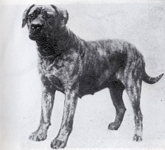 Farcroft Silve