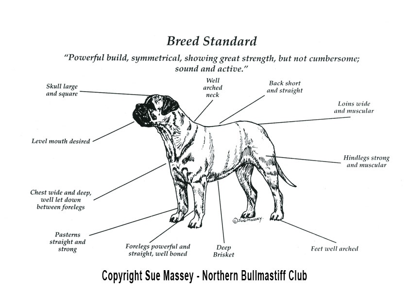 The Northern Bullmastiff Club - Copyright