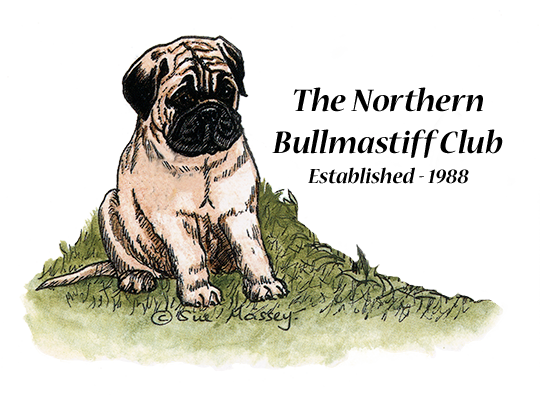 optimus bullmastiffs