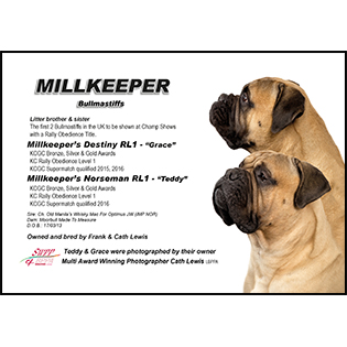 Millkeeper Bullmastiffs