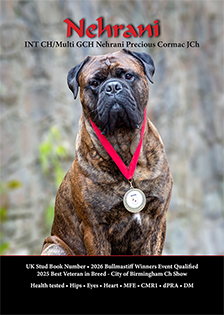 Nehrani Bullmastiffs