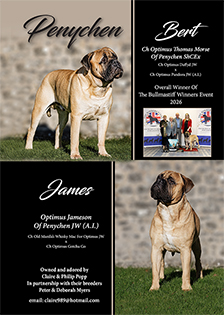 Penychen Bullmastiffs